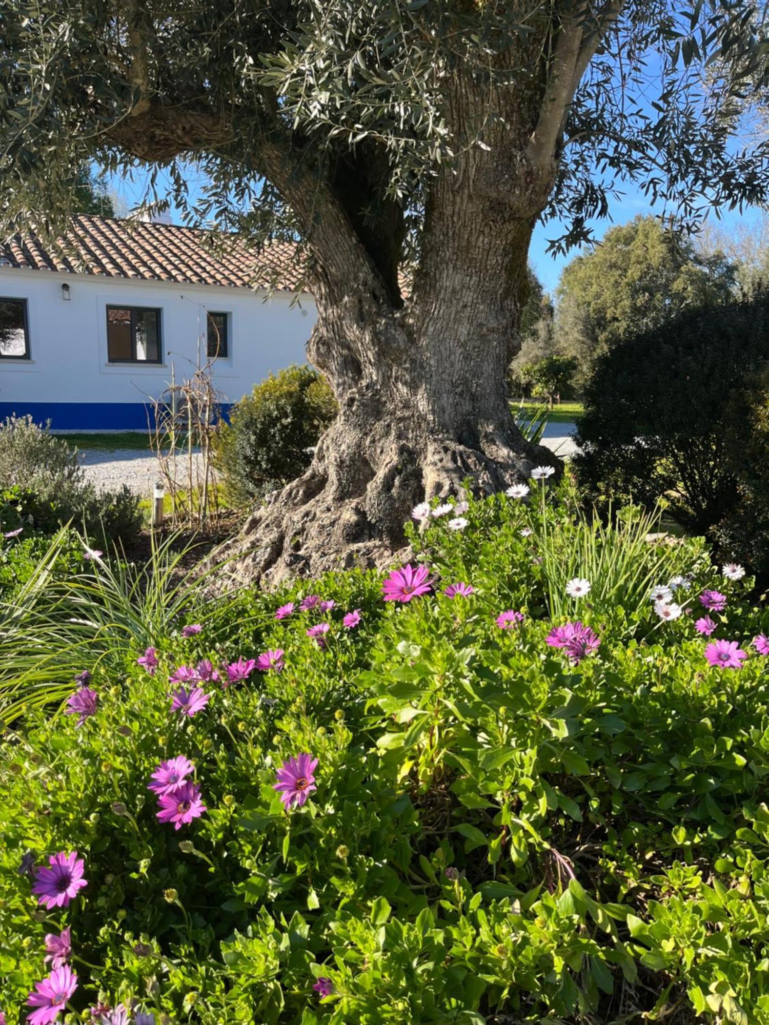 Quinta Do Faisco Vila Évora Exterior foto